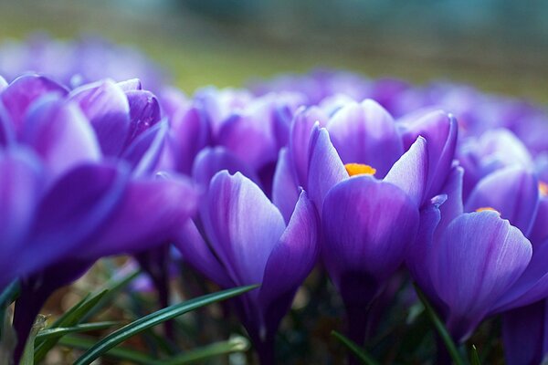 Frühlingsblumen Krokusse lila