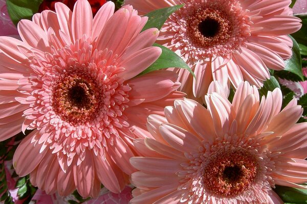 Pink delicate flowers bouquet of gerbera