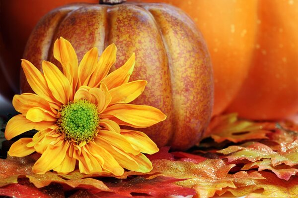 Autumn still life with pumpkin and chrysanthemum