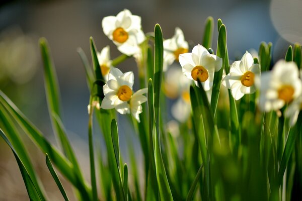 Los narcisos toman el sol en la primavera