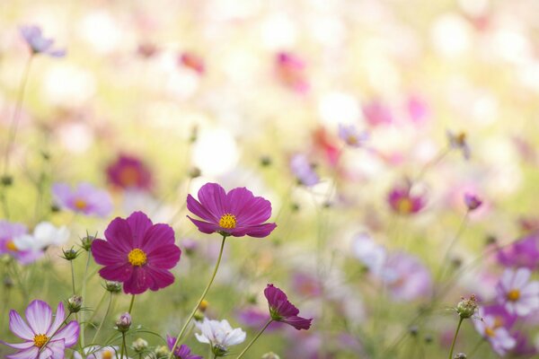 Pink and white cosmea flowers on the field