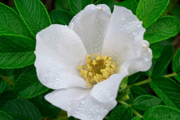 Flor de rosa mosqueta blanca en rocío