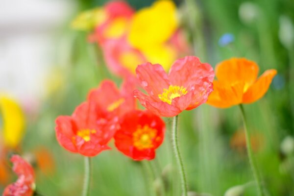 Rote Mohnblumen auf einer grünen Wiese