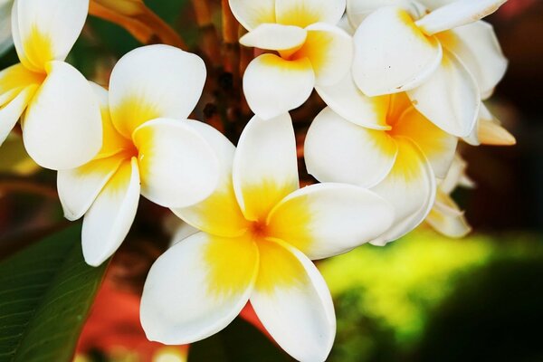 Fleurs de pétales avec feuilles vertes