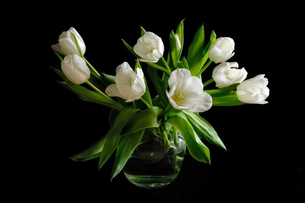 Tulipanes blancos abiertos con hojas verdes brillantes en un jarrón de agua sobre un fondo negro