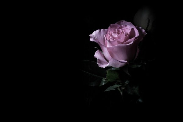 Pink rose on a dark background