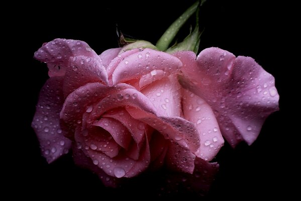 Gouttes de pluie sur une rose tendre