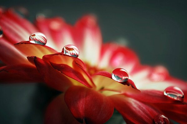 Pétalos rojos con gotas de rocío