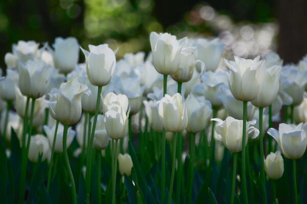 White tulips on a green background