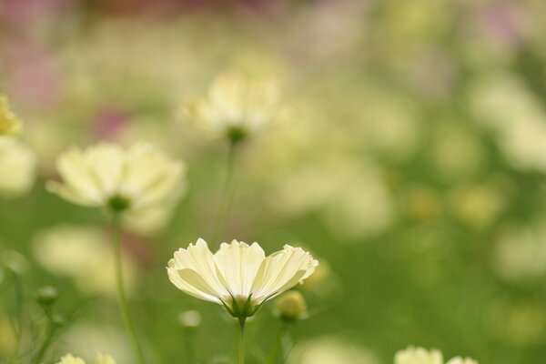 Macro shooting of transparent petals of the cosmea