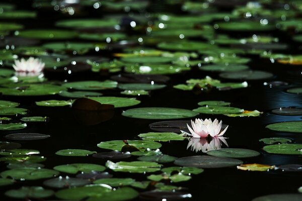 Blätter und Blüten von Seerosen im Wasser