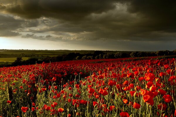 Campo di papaveri con cielo coperto