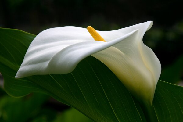 White call on a green background