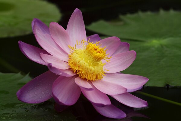 Flor de loto con nenúfares en el estanque de cerca