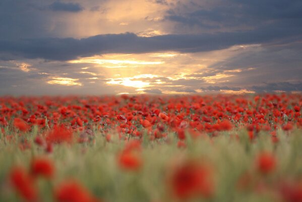 Sunset over the poppy sea