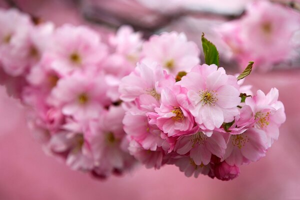 Cherry blossoms are in full swing