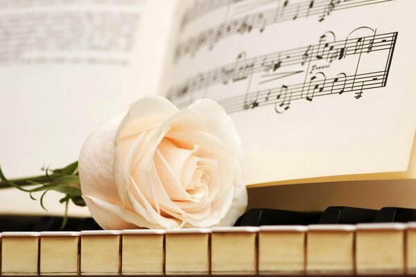 A white rose on the keys of a music notebook