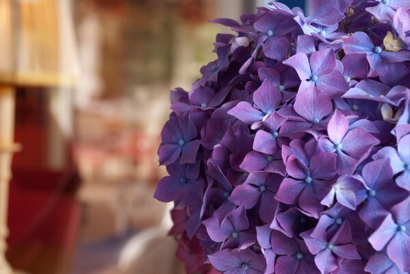 Macro Hortensia en la habitación