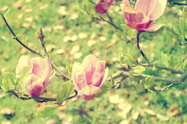 Spring garden of pink magnolia