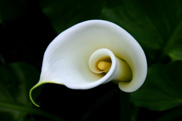 Delicato ricciolo di fiori di calla