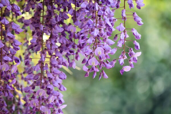 Lilac wisteria flowers. Photo macro