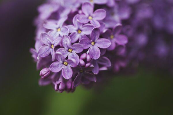 Primi piani di fiori viola lilla