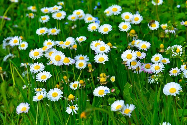 Champ vert avec des marguerites blanches comme neige