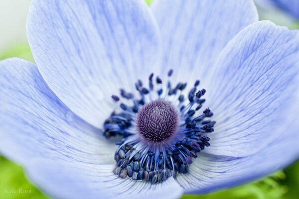 An unusual flower of pale blue color with a purple tint