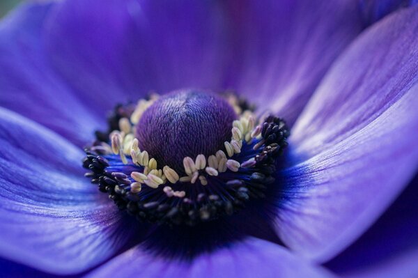 Polen de flor púrpura