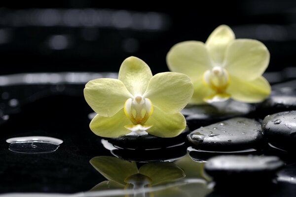 Orquídeas amarillas y piedras planas