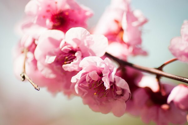 Rama de árbol en flor con flores Rosadas