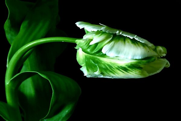 Tulip bud on a black background