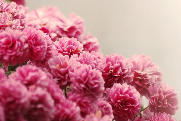 Bouquet rose de petites fleurs