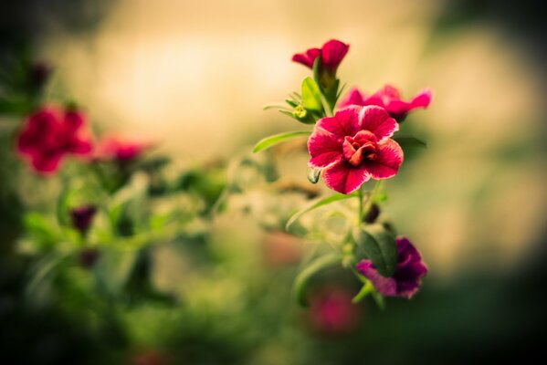 Fleurs rouges dans le champ