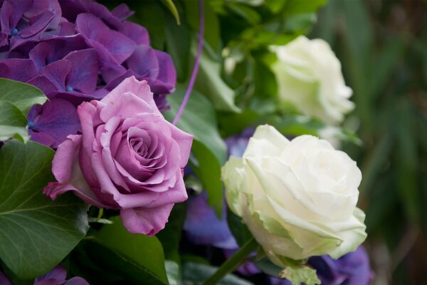 Ein Busch mit einer erstaunlichen Kombination aus weißen und violetten Rosen auf einem verschwommenen grünen Hintergrund