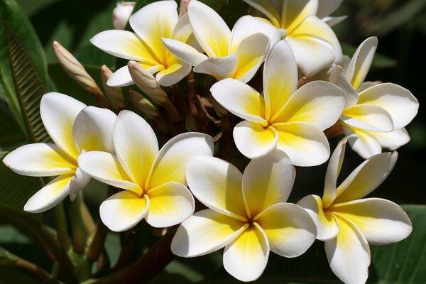 Flores blancas y amarillas de Frangipani