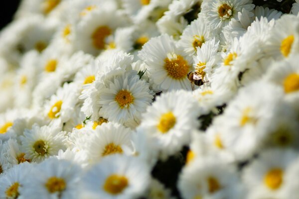 The most delicate carpet of white chrysanthemums illuminated by the rays of the sun on a wonderful summer day