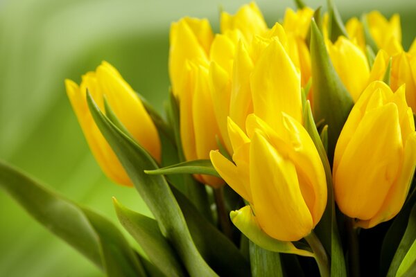 Beautiful yellow tulip buds