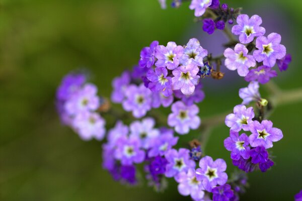 Nahaufnahme von lila Blüten Blütenblätter