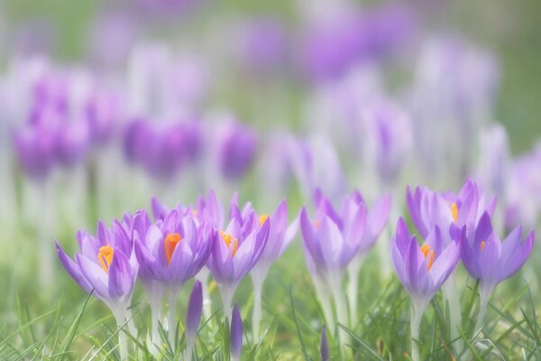 Pétalos lila de flores de primavera