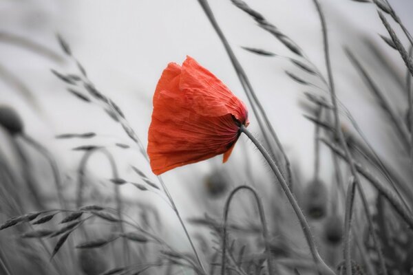 Beautiful poppies on the background