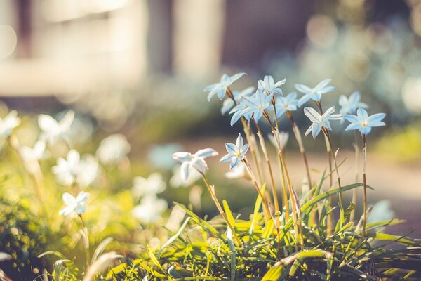 Blue stars of petals of spring flowers