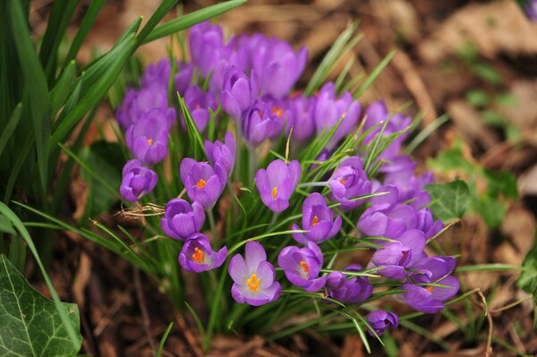 Campanillas de invierno de color púrpura suave en un claro de primavera