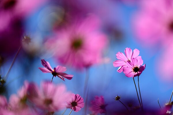 Foto de flores Rosadas silvestres cosmea