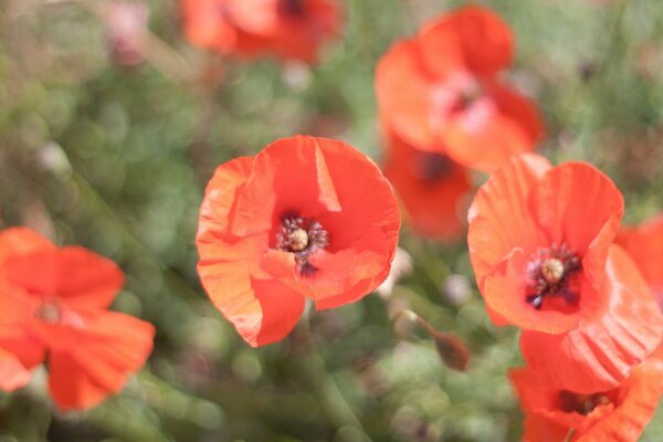 Red poppies on a green background