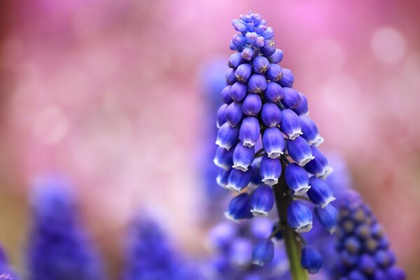 Blue muscari in a pink cloud