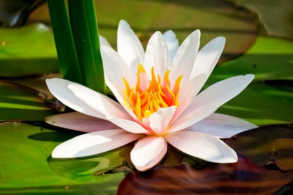 A blooming lily with leaves in a pond