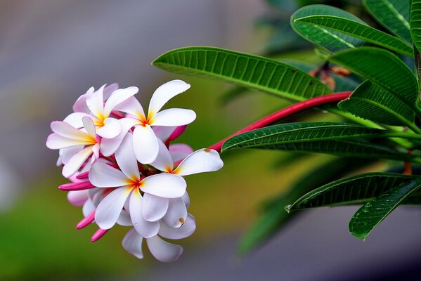 Sfondo del desktop con Plumeria