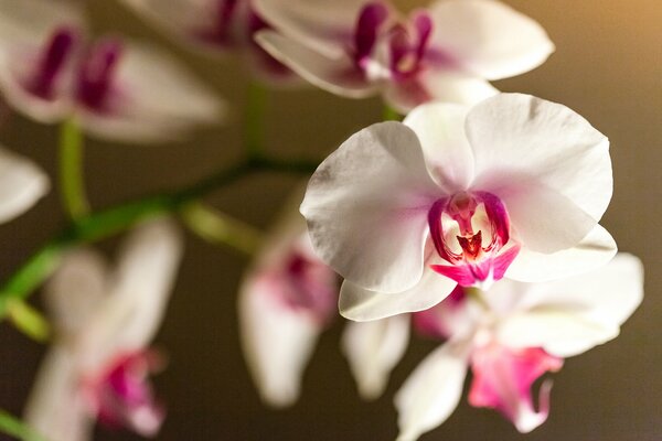 Ein Zweig der Blüten einer weiß-rosa Orchidee