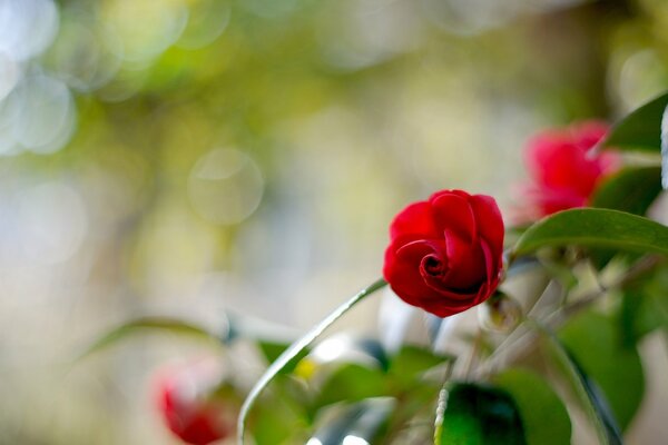 Fiore di camelia riflessi e sfocatura